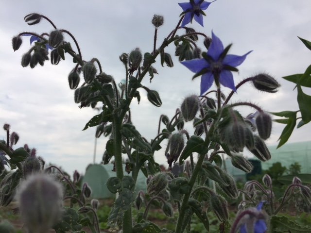 Fleurs de bourrache