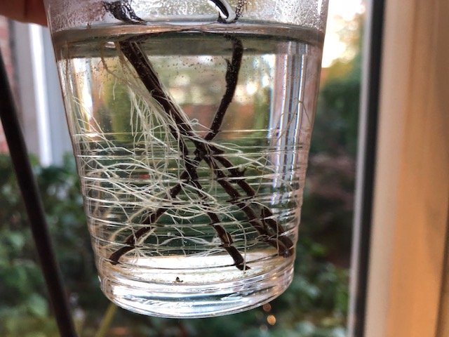 Racines de thym dans le verre d'eau