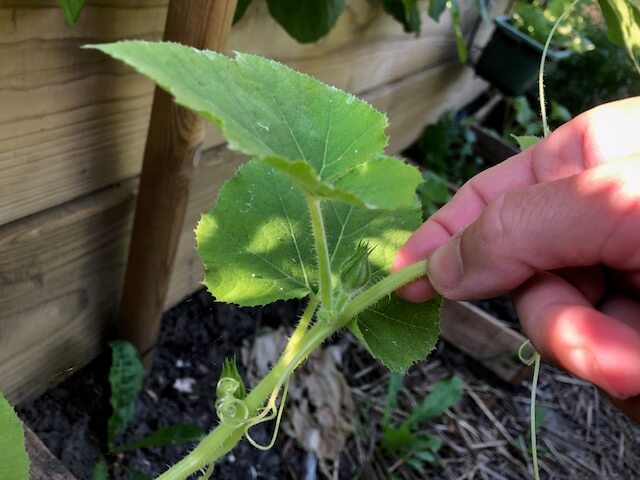 Pincer les courges