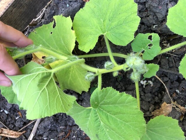 Comment avoir des fruits plus gros sur les courges coureuses