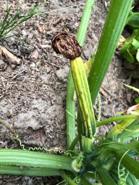 Courgette qui jaunit puis pourrit