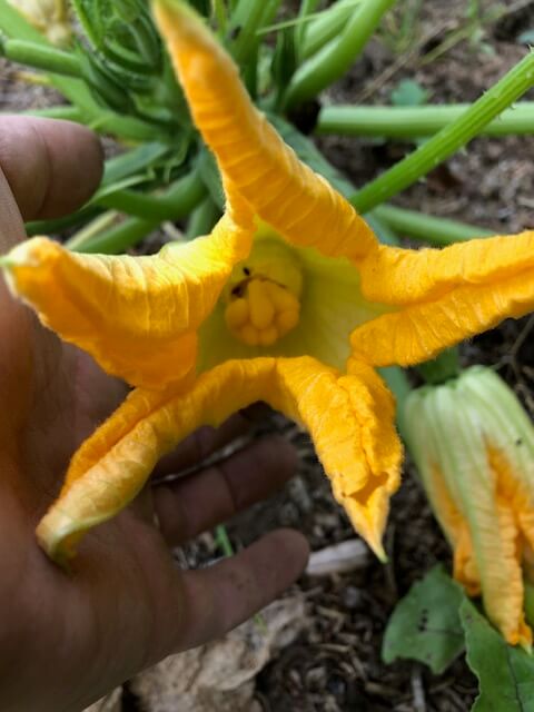 Fleur de courgette femelle