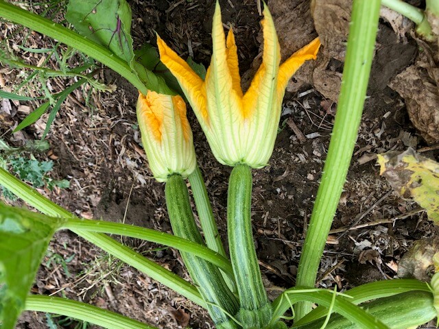 Courgette qui pousse normalement