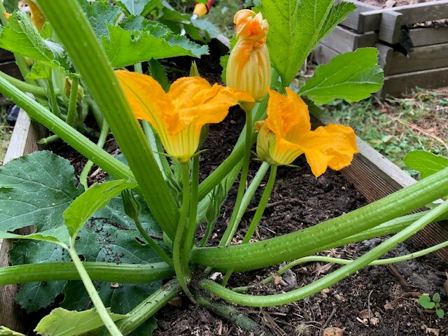 Fleurs de courgette jaune mâles