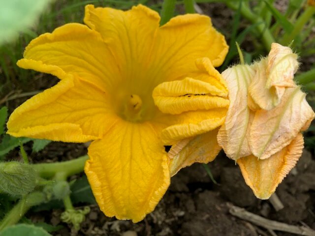 Manger les fleurs de courgette