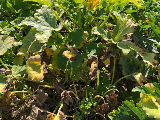 plant de courge détruit