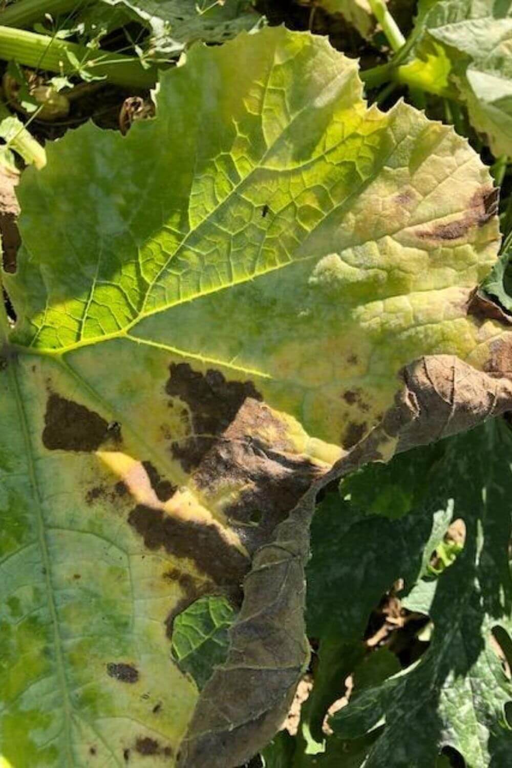 courgette malade