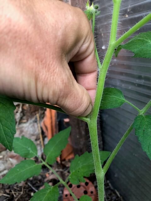 Pincer les gourmands de tomates
