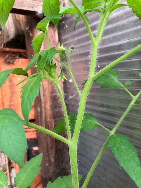 Identifier les gourmands de tomate sur le plant