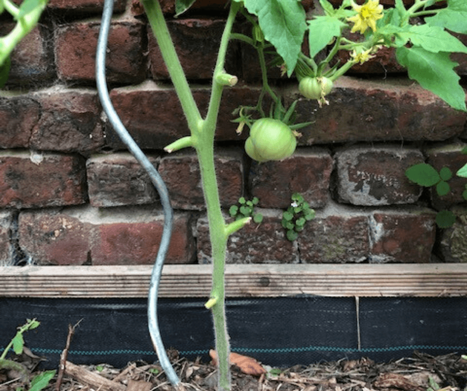 Elaguer les feuilles proches de la terre