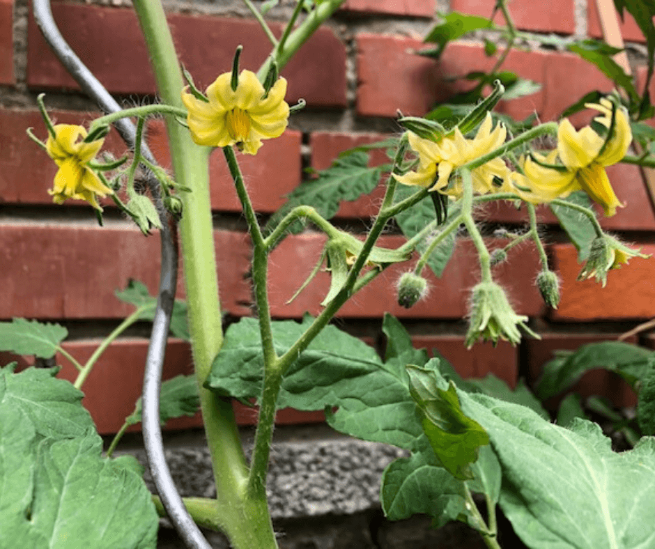 Fleurs de tomates en grappe